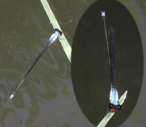 Pseudagrion pruinosum